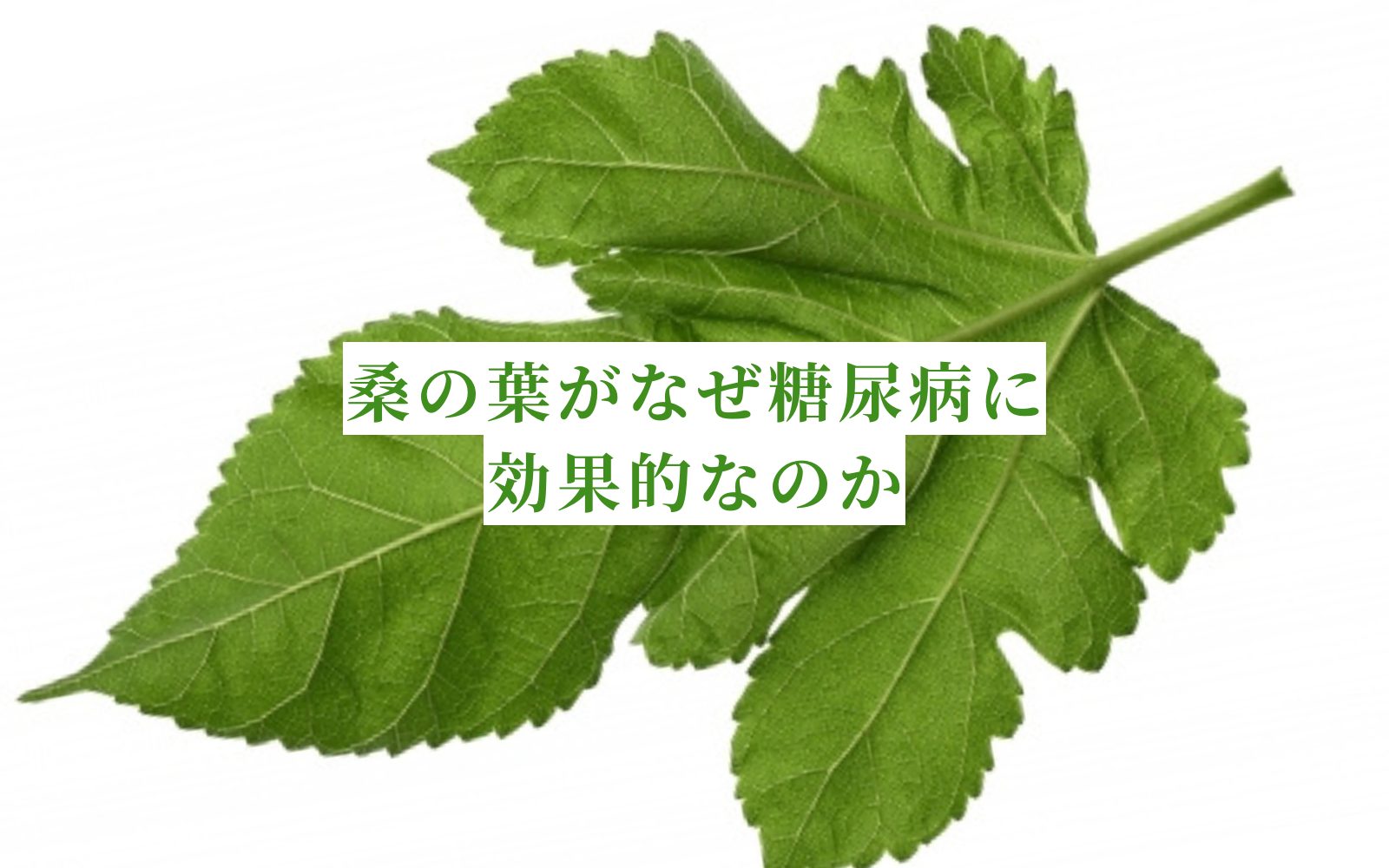 桑の葉が糖尿病に効果的！