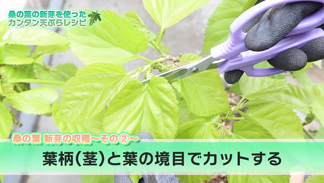 桑の葉の新芽を葉柄と葉の境目でカットしている様子