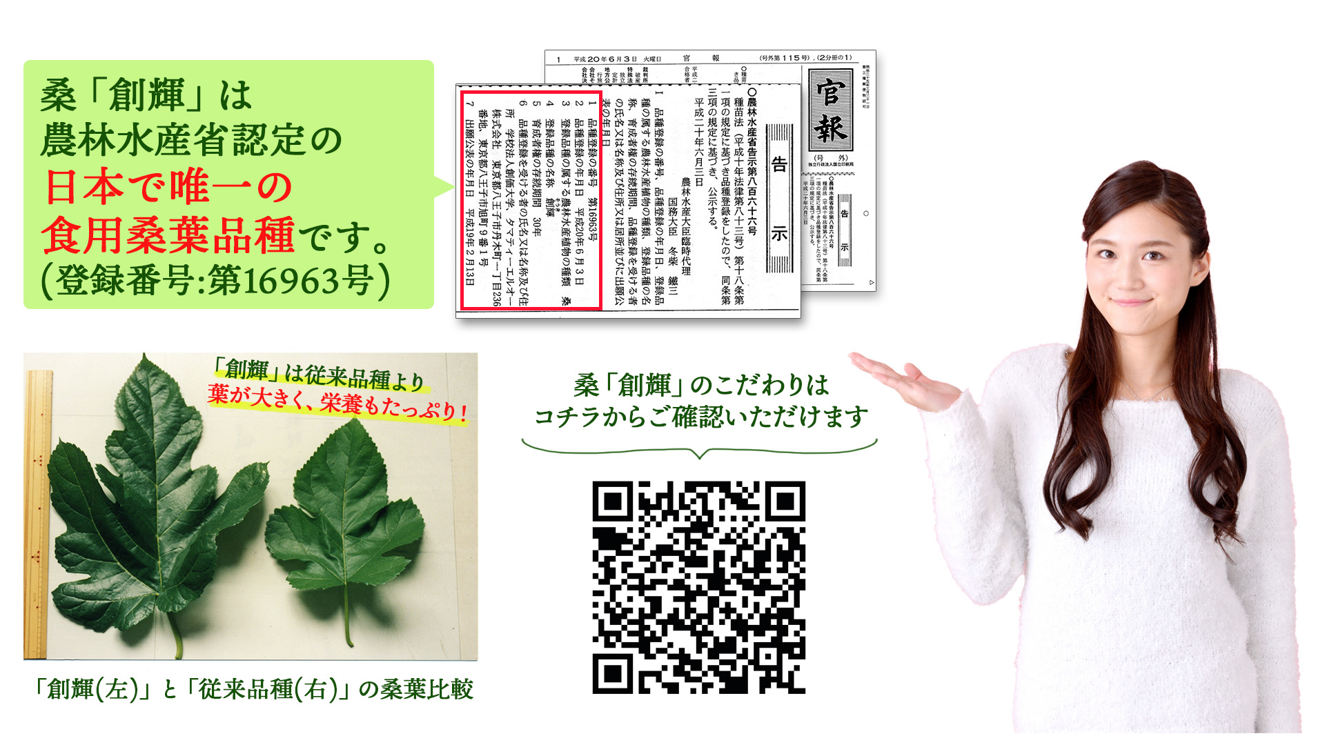 桑創輝は農林水産省認定の日本で唯一の食用桑葉品種