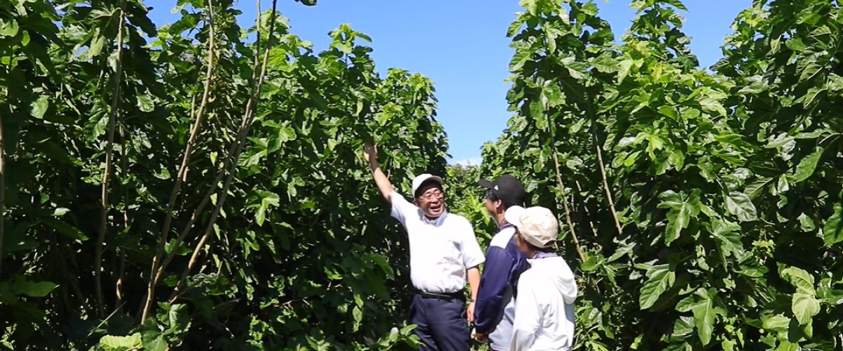 桑「創輝」の桑畑にいる久米川先生とインターン生の二人