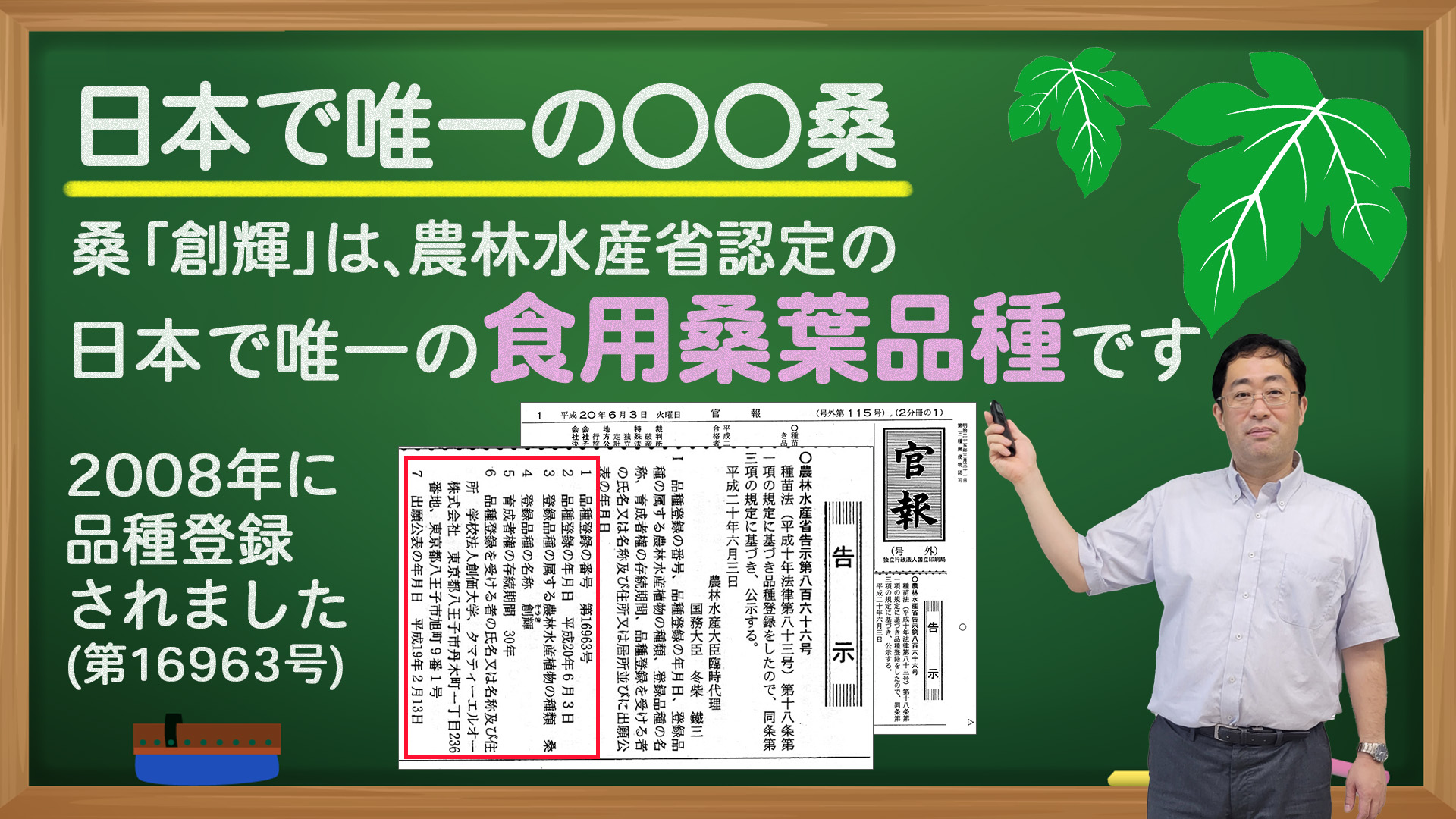 桑「創輝」は日本で唯一の食用桑葉品種