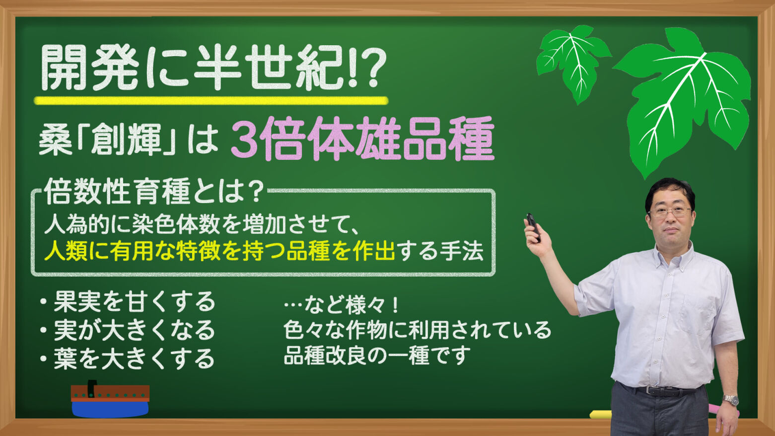 桑「創輝」は3倍体雄品種