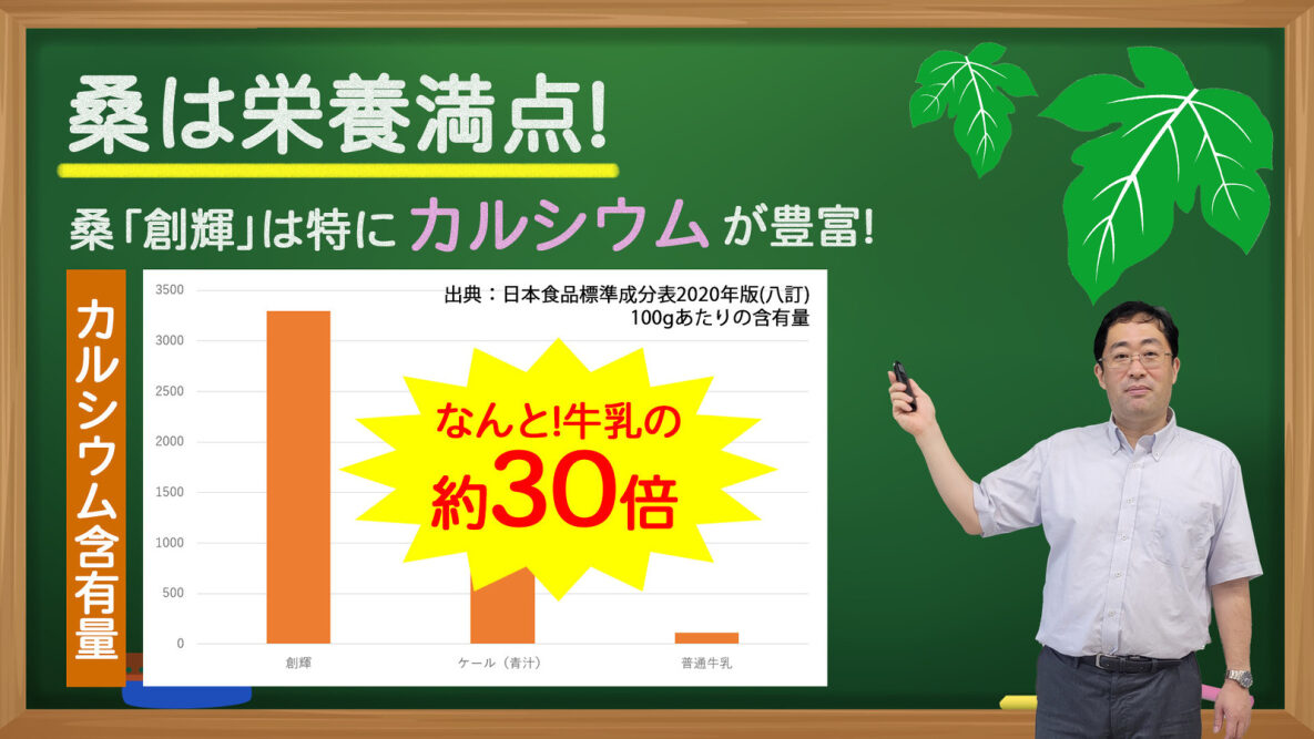 桑「創輝」は特にカルシウムが豊富