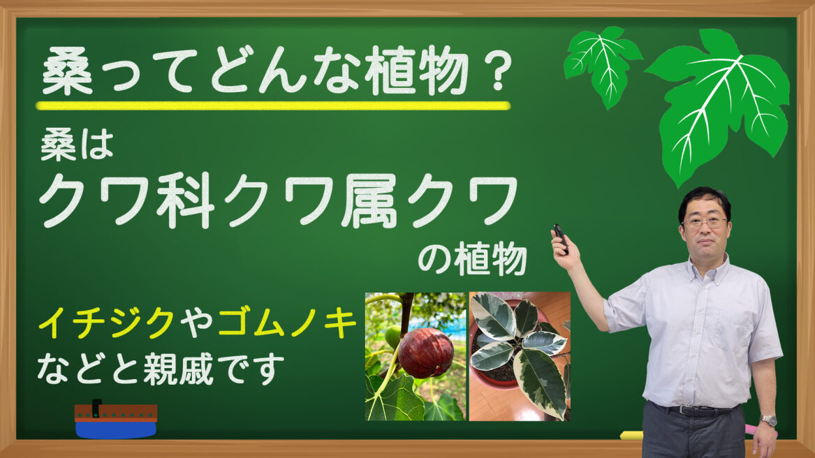 桑ってどんな植物？