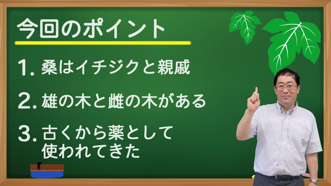 桑講座①桑について知ろうのポイント